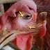 INFECTIOUS CORYZA IN POULTRY I Mshindo Media