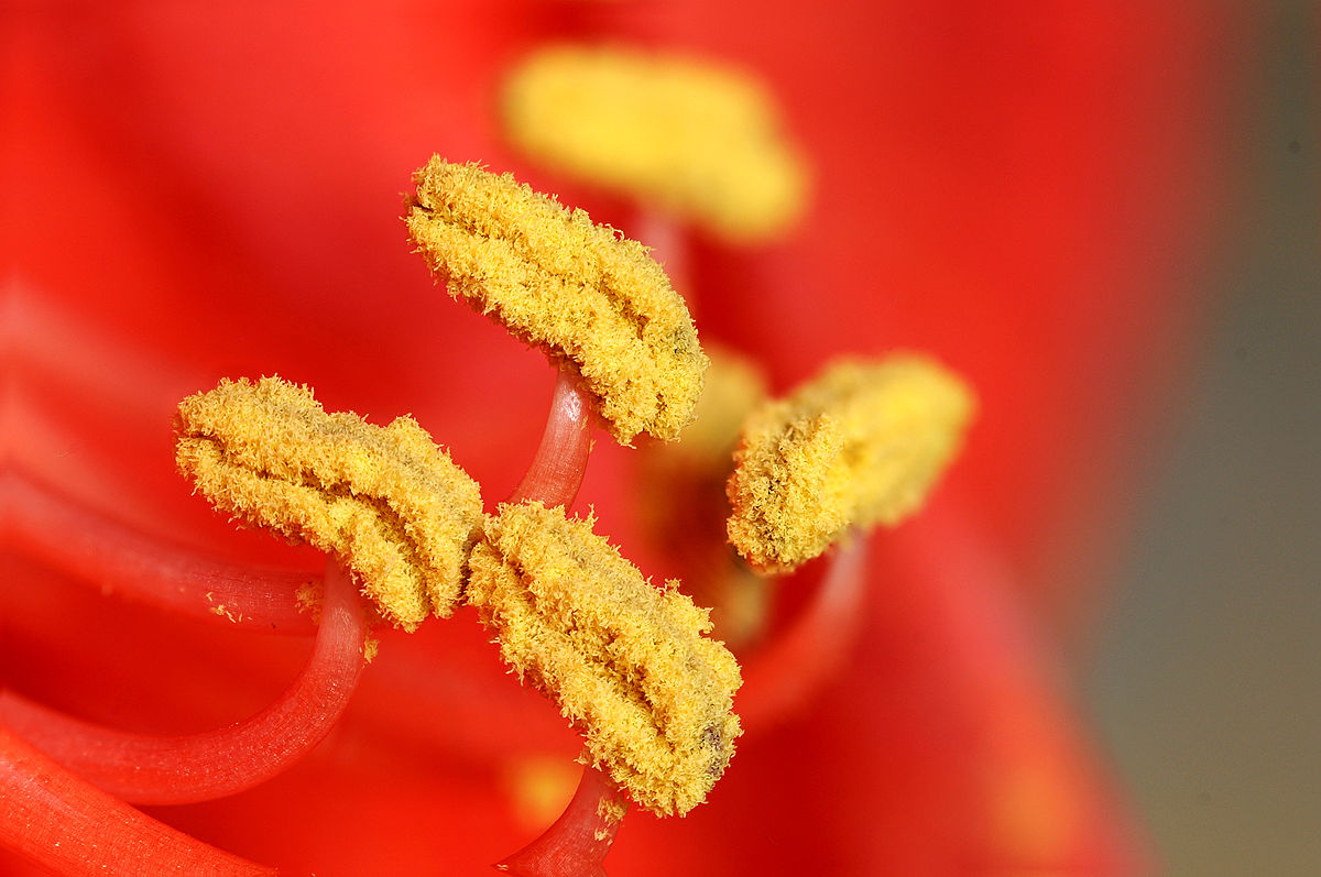 ¿Cómo ocurre la germinación del grano de polen?
