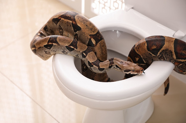 5 Easy Tips On How To Keep Snakes From Slithering Up Your Toilet