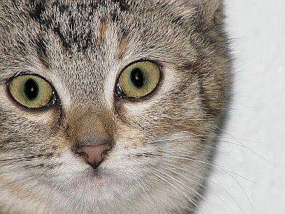 cat eyes close up. Cat Eyes---A Cat Woman#39;s