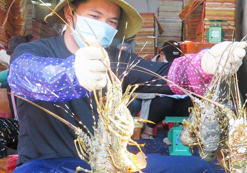 Vietnam’s H1 lobster export shoots up