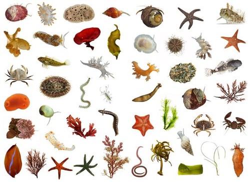 Pengertian Spesies Menurut Taksonomi  Ekosistem dan 