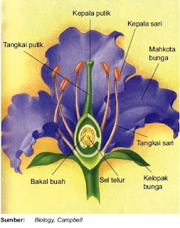 Bagian-bagian bunga