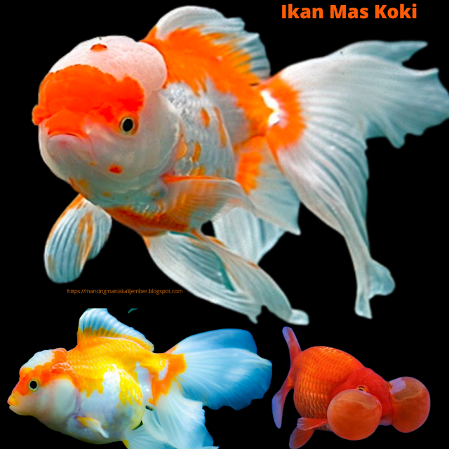 Ikan Maskoki, Maskoki Ikan, Makanan Ikan Maskoki, Ikan Maskoki Oranda, Jenis Jenis Ikan Maskoki, Ikan Maskoki Mutiara, Ikan Maskoki Panda, Ikan Koki, Ikan Koki Panda, Koki Ikan, Penyakit Ikan Koki Dan Gambarnya, Penyakit Ikan Koki, Ikan Koki Kecil, Ikan Koki Terbalik, Ikan Koki Jumbo, Ikan Emas Koki, Ikan Koki Putih, Ikan Koki Tricolor, Merawat Ikan Koki, Ikan Koki Lowo, Ikan Koki Adalah, Ikan Koki Merah, Ikan Koki Lucu, Ikan Koki Gendut, Lukisan Ikan Koki, Ikan Koki Ikan Koki, Ikan Koki Murah, Anakan Ikan Koki, Ikan Koki Biasa, Pemijahan Ikan Koki, Ikan Koki Mini, Ikan Koki Tekim, Ikan Koki Pancawarna, Ikan Koki Png, Memelihara Ikan Koki, Ikan Koki Tosakin, Ikan Koki Albino, Ikan Koki Yuan Bao, Macam2 Ikan Koki, Ikan Koki Hamil, Ikan Koki Cantik, Ikan Koki Sakura, Ikan Koki Diam Di Dasar, Ikan Koki Sakit, Ikan Koki Thailand, Ikan Koki Jenong, Ikan Koki Tanpa Oksigen, Ikan Koki Kuning, Ikan Yang Cocok Dengan Ikan Koki, Ikan Koki Rasket, Ikan Koki Langka, Ikan Koki Biru, Ikan Yang Cocok Dengan Koki, Ikan Ikan Koki, Ikan Koki Putih Polos, Ikan Koki Sering Ke Permukaan, Ikan Koki Raksasa, Ikan Koki Kumpay, Ikan Koki Shogun, Ikan Koki Goreng, Koki Ikan Koki, Ikan Koki Tidur, Contoh Ikan Koki, Ikan Koki Merah Putih, Peternak Ikan Koki, Ikan Koki Item, Ikan Koki Kembung, Ikan Koki Lokal, Ikan Koki Kejar Kejaran, Ikan Koki Shubunkin, Ikan Koki Kelelawar, Ikan Koki Bisa Hidup Tanpa Oksigen, Ikan Koki Dewasa, Ikan Koki Anakan, Ikan Koki Ada Bercak Merah, Peternak Ikan Koki Terdekat, Ikan Koki Panda Tricolor, Ikan Koki Matador, Ikan Koki Terbagus, Tanaman Untuk Ikan Koki, Fengshui Ikan Koki, Ikan Koki Gembul, Ikan Koki Stress, Ikan Koki Panser, Ikan Koki Termurah, Ikan Koki Bulat, Ikan Koki Wikipedia, Ikan Koki Kirin, Ikan Koki Telescope Eye, Ikan Koki Terdekat, Ok Google Ikan Koki, Ikan Koki Berlendir, Ikan Koki Unik, Hiasan Ikan Koki, Ikan Koki Siap Pijah, Ikan Koki Koki, Ikan Mirip Koki, Toples Ikan Koki, Ikan Koki Gemuk, Ikan Koki Di Alam Liar, Ikan Koki Sekarat, Tentang Ikan Koki, Ikan Koki Mengapung, Ikan Koki Agresif, Ikan Koki Gold, Ikan Koki Orange, Ikan Koki Buntal, Ikan Koki Pw, Ikan Koki 3 Color, Ikan Koki Yuanbao, Ikan Koki Ikan, Dorsal Ikan Koki, Ikan Koki Super, Ikan Koki Selalu Di Atas, Ikan Koki Silver, Sayuran Untuk Ikan Koki, Aerator Ikan Koki, Ikan Koki Dan Harganya, Ikan Koki Ikan Koki Ikan Koki, Ikan Koki Kurus, Ikan Manfish Dan Koki, Ikan Koki Pink, Ikan Pembersih Akuarium Koki, Ikan Koki Di Dasar Akuarium, Petani Ikan Koki, Ikan Koki Hijau, Ikan Koki Super Jumbo, Ikan Koki Berantem, Ikan Koki Oren, Ikan Koki Ngambang, Penjual Ikan Koki, Ikan Koki Liar, Ikan Koki Badut, Ikan Koki Tertua, Ikan Koki Panjang, Ikan Koki Di Atas Terus, Ikan Koki Meteor, Filtrasi Ikan Koki, Ikan Koki Juara, Ikan Koki Dan Manfish, Ikan Koki Kristal, Ikan Koki Main Bola, Ikan Koki Sakit Merah, Ikan Koki Keren, Ikan Koki Tiger, Rumah Ikan Koki, Ikan Koki Purple, Macam2 Ikan Koki Dan Harganya, Ikan Koki Terlucu, Ikan Koki Yang Kecil, Penyakit Ikan Koki Dan Pengobatannya, Perkawinan Ikan Koki, Ikan Koki Banyak, Ikan Koki Yang Lucu, Ikan Koki Hidup, Ikan Ikan Ikan Koki, Ikan Koki Mainan, Pijah Ikan Koki, Mas Koki, Mas Koki Panda, Harga Mas Koki, Mas Koki Hitam, Harga Mas Koki Panda, Makanan Mas Koki, Koki Mas, Mas Koki Jambul, Mas Koki Komet, Mas Koki Jumbo, Mas Koki Tricolor, Mas Koki Lowo, Penyakit Mas Koki, Kolam Mas Koki, Cara Merawat Mas Koki, Mas Koki Putih, Mas Koki Tekim, Mas Koki Biasa, Mas Koki Albino, Mas Koki Harga, Mas Koki Black More, Pemijahan Mas Koki, Makanan Mas Koki Terbaik, Mas Koki Balon, Makanan Mas Koki Yang Bagus, Mas Koki Pancawarna, Mas Koki Red Cup, Mas Koki Mini, Mas Koki Merah, Mas Koki Mahal, Mas Koki Terbalik, Anakan Mas Koki, Perawatan Mas Koki, Mas Koki Thailand, Mas Koki Black, Mas Koki Yuanbao, Mas Koki Betina, Mas Koki Red Cap, Mas Koki Sakura, Merawat Mas Koki, Mas Koki Kuning, Mas Koki Murah, Aquascape Untuk Mas Koki, Cara Memelihara Mas Koki, Mas Koki Mas Koki, Ukuran Akuarium Mas Koki, Memelihara Mas Koki, Cara Pelihara Mas Koki, Mas Koki Cantik, Mas Koki Kawin, Pelihara Mas Koki, Mas Koki Black Tancho, Mas Koki Sakit,