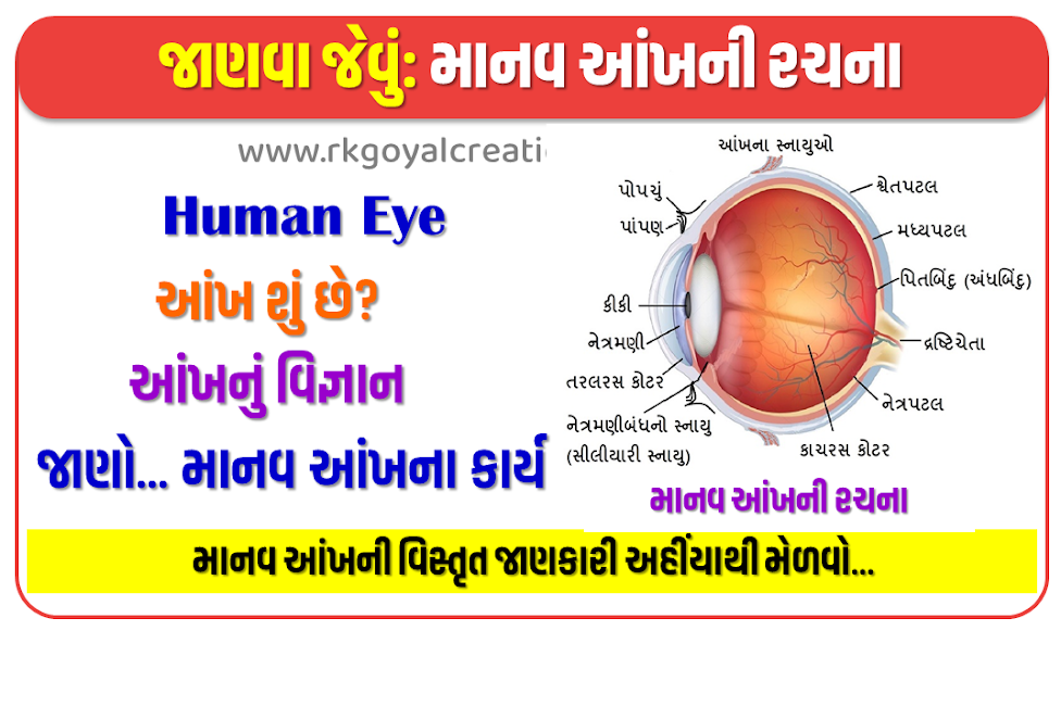 Human Eye