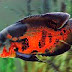 The Oscar Most Popular Freshwater Fish