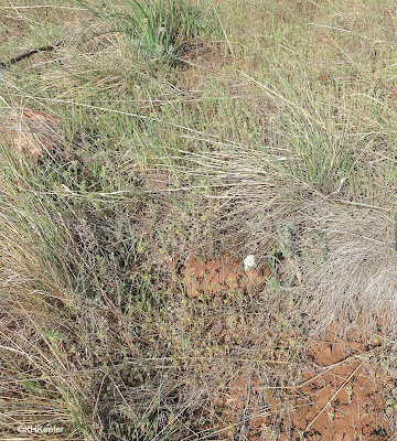 salt and pepper, Lomatium orientale