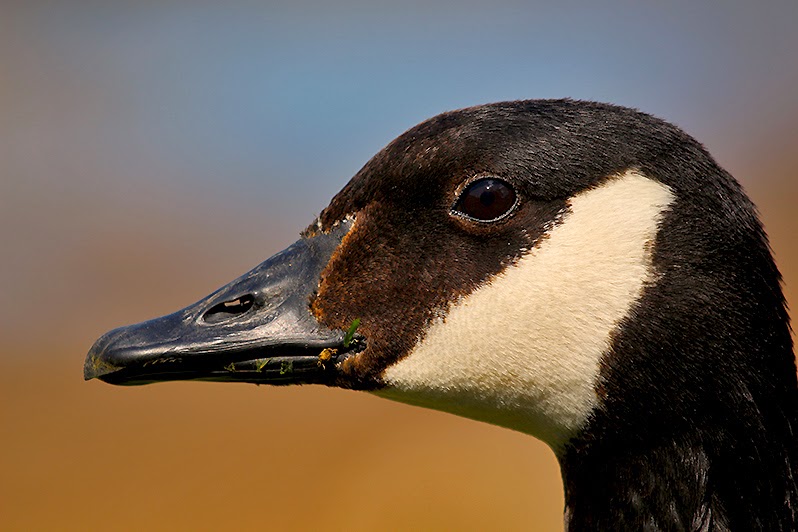 Fotos - Bilder - Tierfotos - Vögel - Gänse - Kanadagans