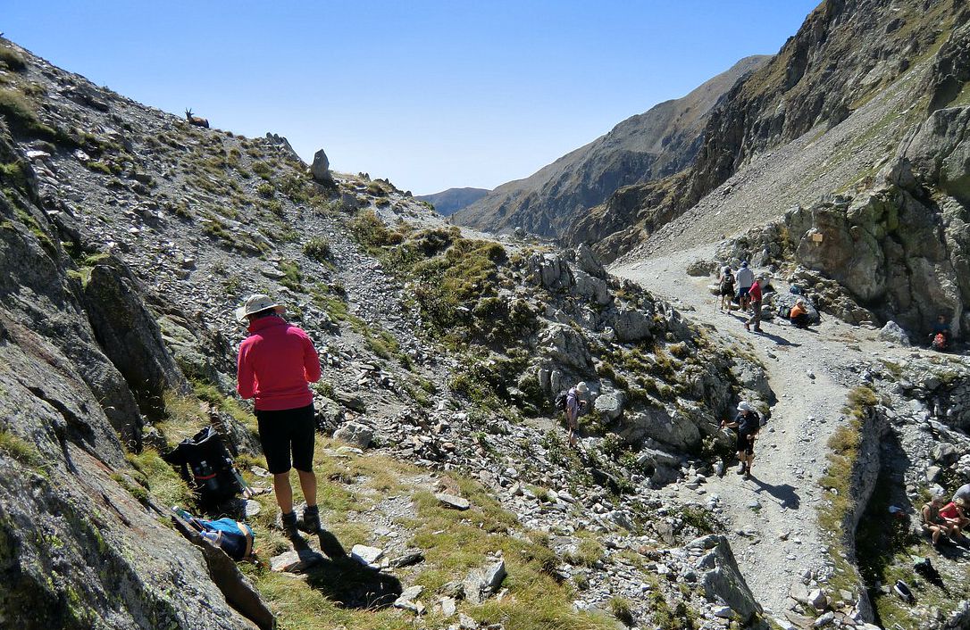 At Col de Fenestre hikers and ibex having their lunch