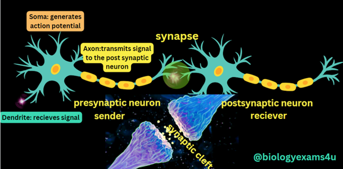 Structure of neuron and What is Synapse