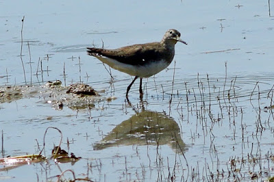 "A Green Sandpiper (Tringa ochropus) captured perched along the streams edge, showcasing its mottled brown plumage with a white underbelly. Its slender body and long bill are characteristic of this elegant wading bird."