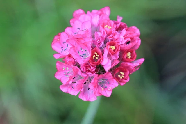 Cravo-do-mar ou Armeria maritima Estancadeira, Relva-de-espanha, Relva-do-olimpo, Cravo-marinho, Arméria, Arméria-marítima