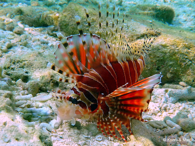 lionfish, celebes sea, sulawesi, indonesia