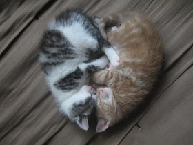 kittens heart shape, funny cats, cat photos, cat pictures