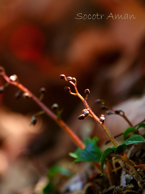 Neottia japonica