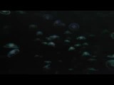 Imagen de Deep sea