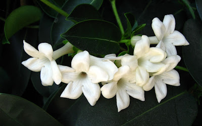 White Jasmine Flower