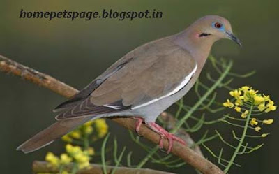 Pigeon and Dove as Home Pets