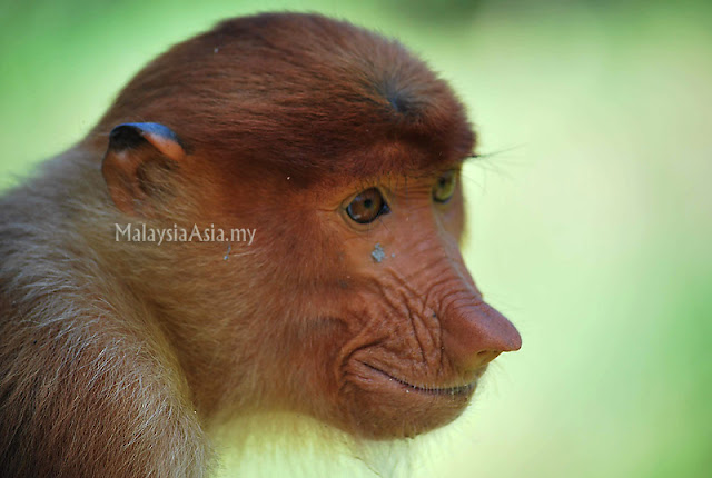 Big Nose Monkey