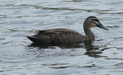  Pacific Black Duck (Anas superciliosa)