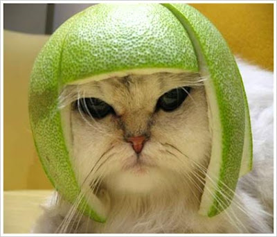 Labels: Cats funny pictures of funny cats. Labels: Cats funny