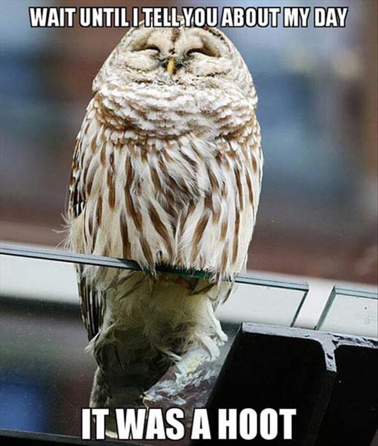 30 Funny animal captions - part 46, animal pictures with captions, funny animals, best captioned pictures