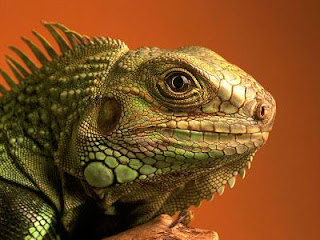 green iguana hijau mona chuckwalla merah peru laut rhinolopha animal pets