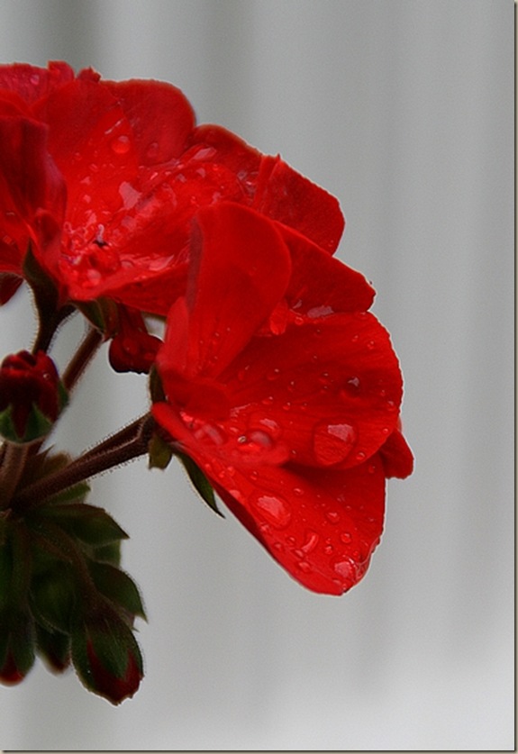 vinca10A