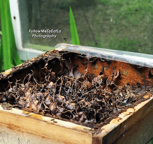 Close Up Of Kelulut Nest Structure