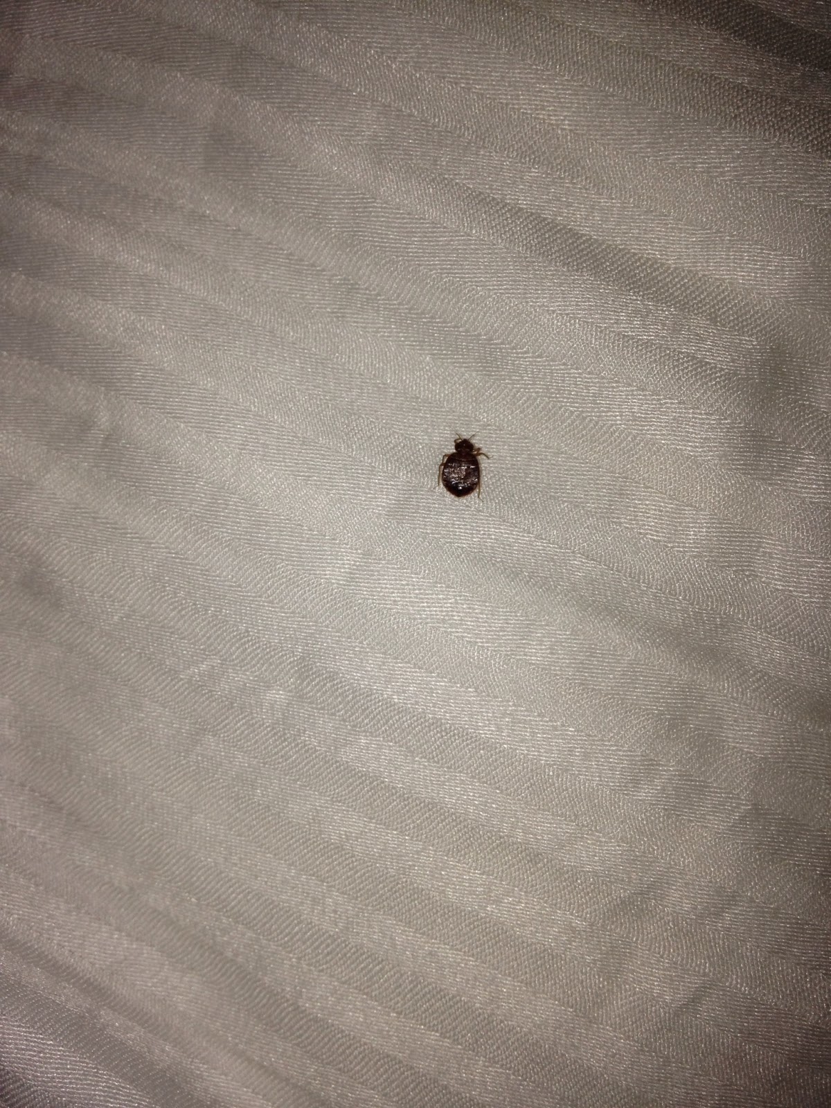 Bed Bug Bites On Genital Area Psa: bed bugs are a nightmare,