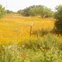 View album