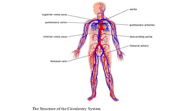 Sistem Peredaran Darah