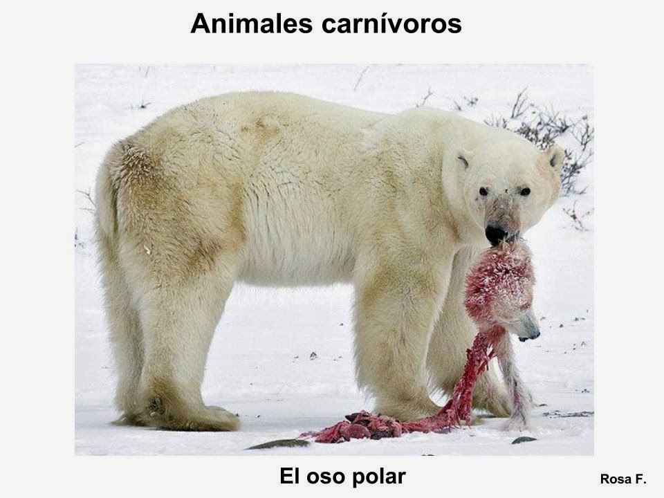 IMAGENES: Animales Omnívoros - imagenes animales carnivoros