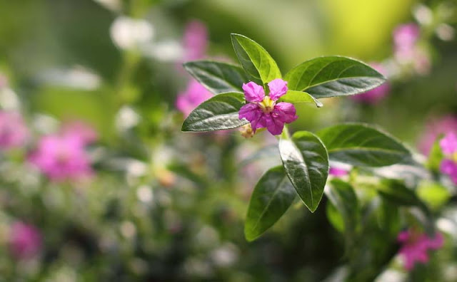 Mexican Heather Flowers Pictures