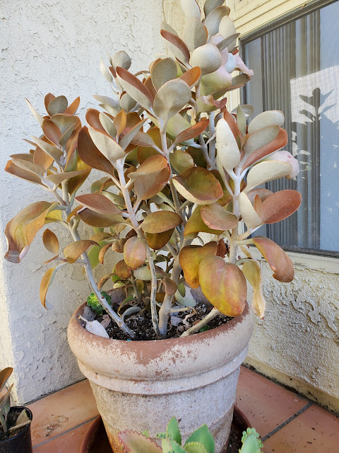 copper spoon plant in a pot next to a window