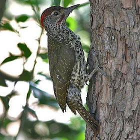 piciformes Pico de knysna Campethera notata