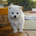 White Japanese Akita Inu Puppy Pictures, Cute!!