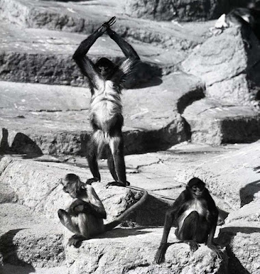 Monkey Island SF Zoo - New Deal Construction