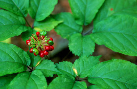 Panax notoginseng y células cancerosas