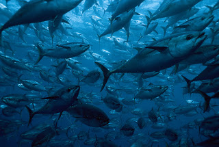 bluefin tuna, tuna