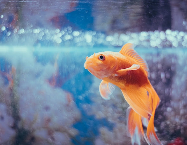 Celebrate Valentine's Day with Your Pet Fish!