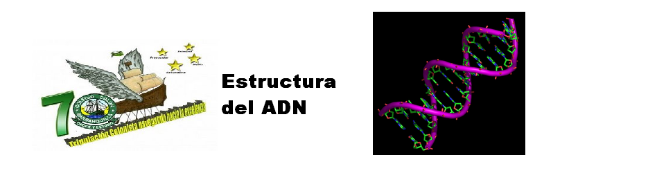 estructura del adn. estructura del adn. Estructura del ADN