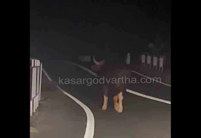 News, Kasaragod, Kerala, Bison, Natives, Attack, Complaint, Bison menace in Kasaragod.