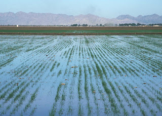 Phosphorus concentrations in irrigation, flooding, and drainage water of Paddy fields