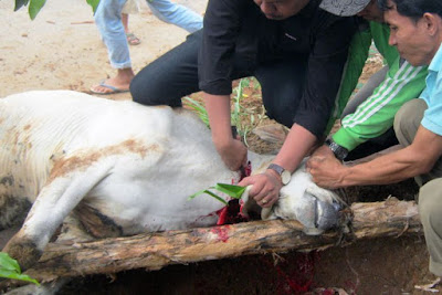 Hukum Menjual dan Menukar Kulit Hewan Kurban dengan Daging