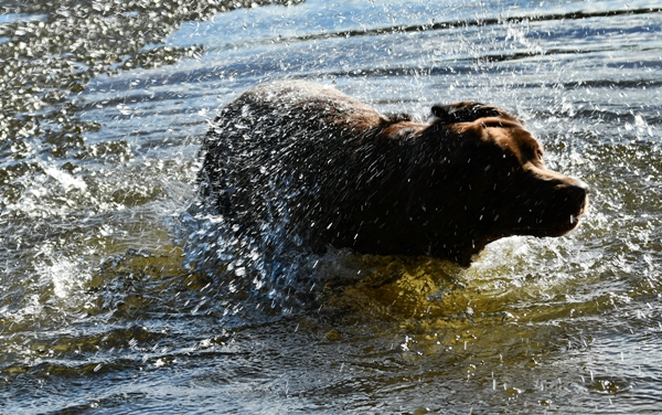 labrador