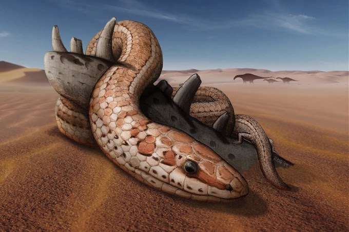  Snakes with legs 🐍? :  Snake ancestors had legs, cheekbones 100 million years ago.