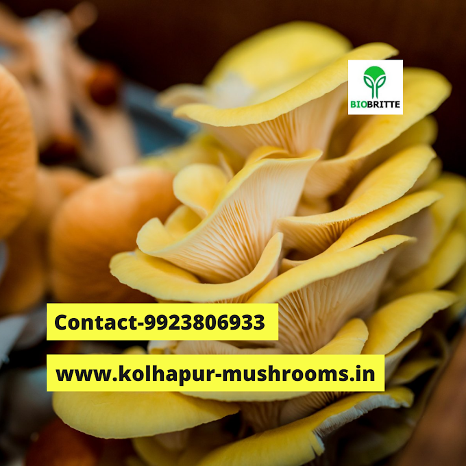 Milky Mushroom For sale | Organic mushrooms | Biobritte mushroom center