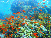 Wonderful Deep Sea Wallpaper 3. Free Download Wonderful Deep Sea Desktop . (coral reef in ras muhammad nature park iolanda reef )
