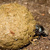 What's Dung Beetle?